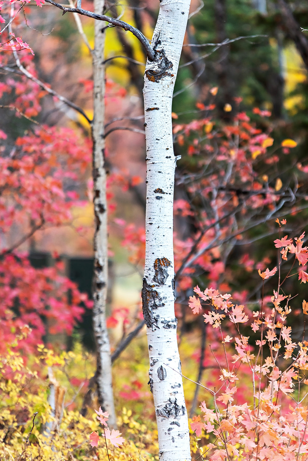 Fall Aspen Trees Print | Utah Fall Photography | 17 Mile
