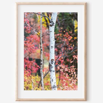 Fall Aspen Trees Print | Utah Fall Photography | 17 Mile
