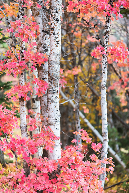 Red Autumn Aspen Trees Print | Utah Fall Photography | 17 Mile