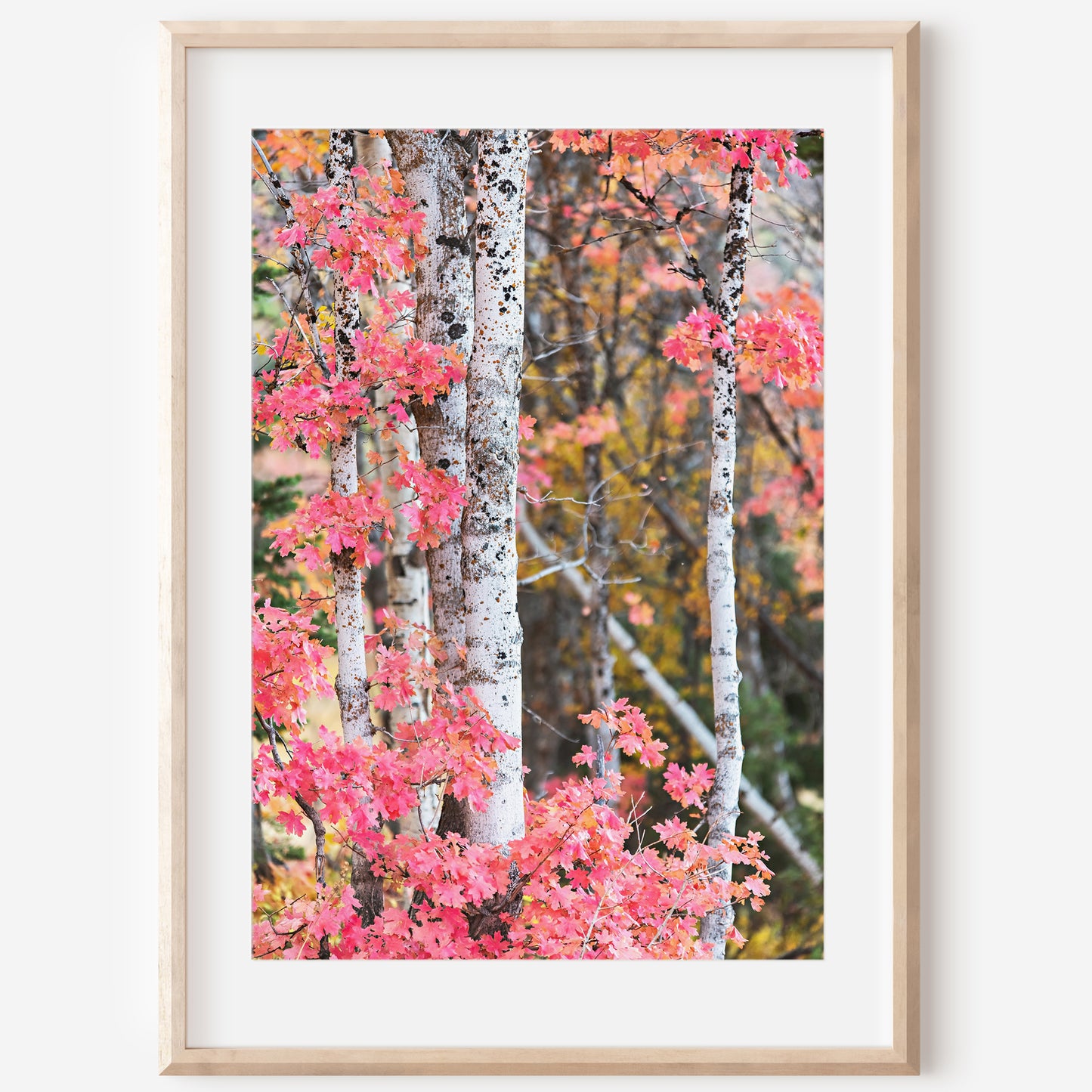 Red Autumn Aspen Trees Print | Utah Fall Photography | 17 Mile