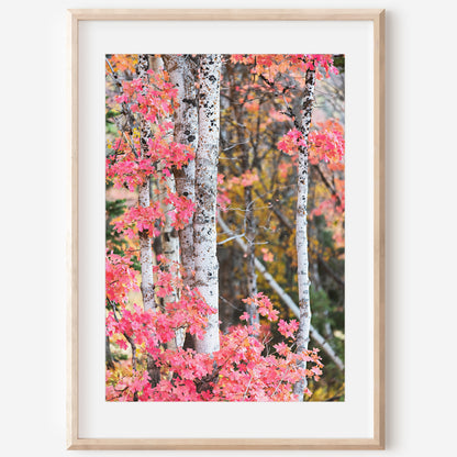 Red Autumn Aspen Trees Print | Utah Fall Photography | 17 Mile