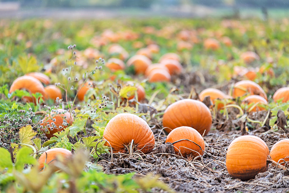 Autumn Pumpkin Patch Print | Utah Fall Photography | 17 Mile