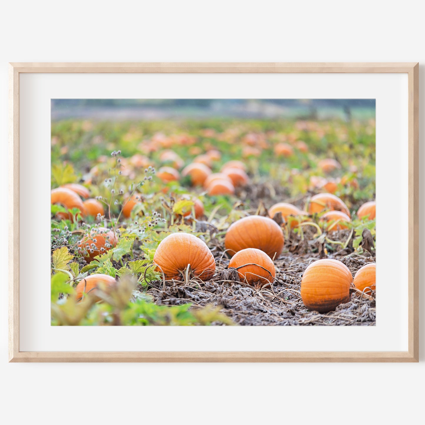 Autumn Pumpkin Patch Print | Utah Fall Photography | 17 Mile