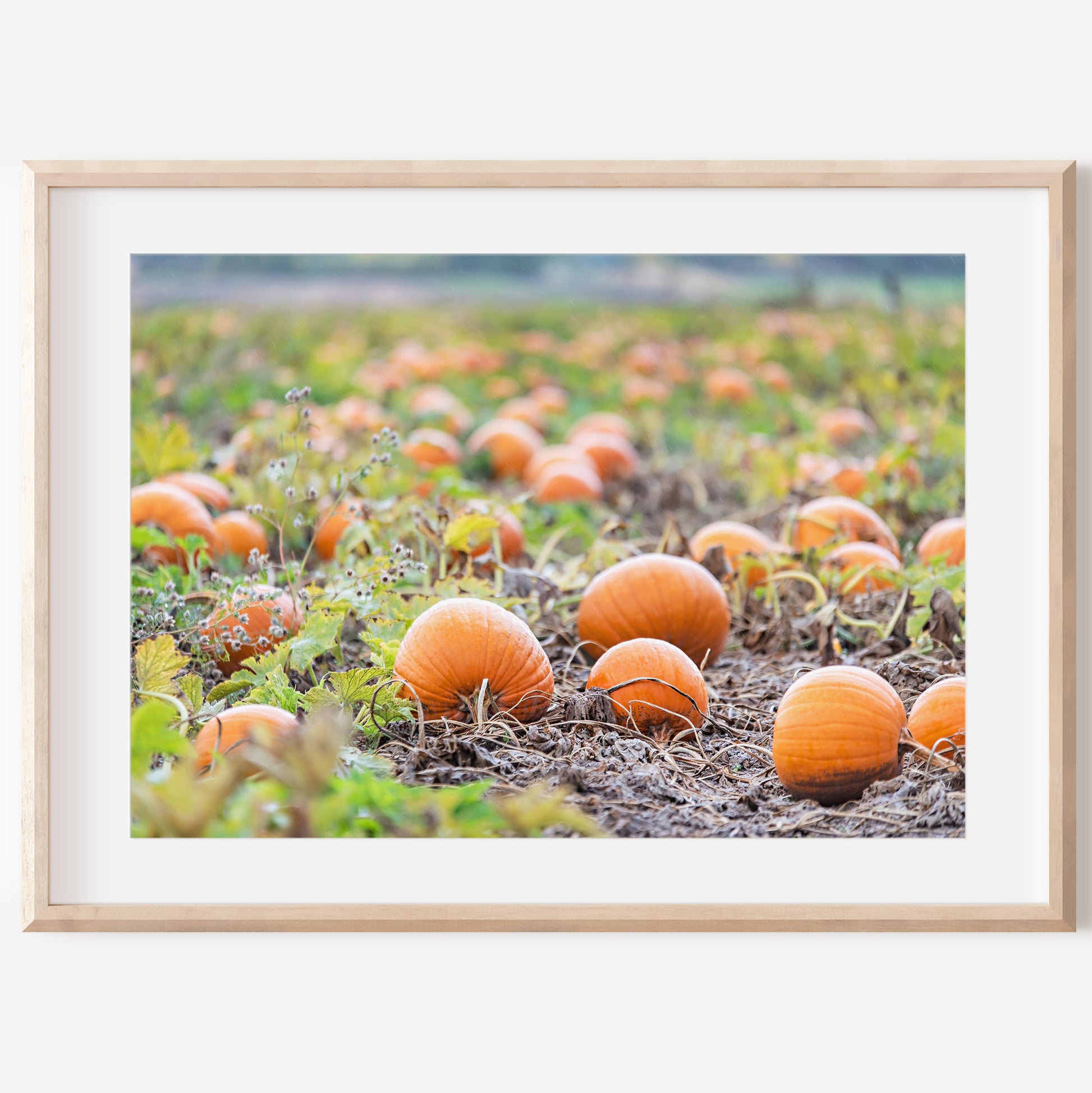 Autumn Pumpkin Patch Print | Utah Fall Photography | 17 Mile