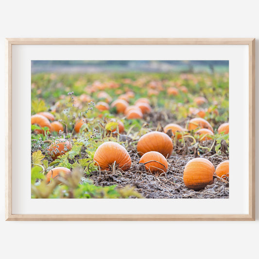Autumn Pumpkin Patch Print | Utah Fall Photography | 17 Mile