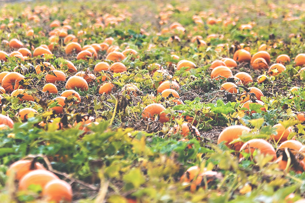 Pumpkin Patch Harvest Print | Utah Fall Photography | 17 Mile