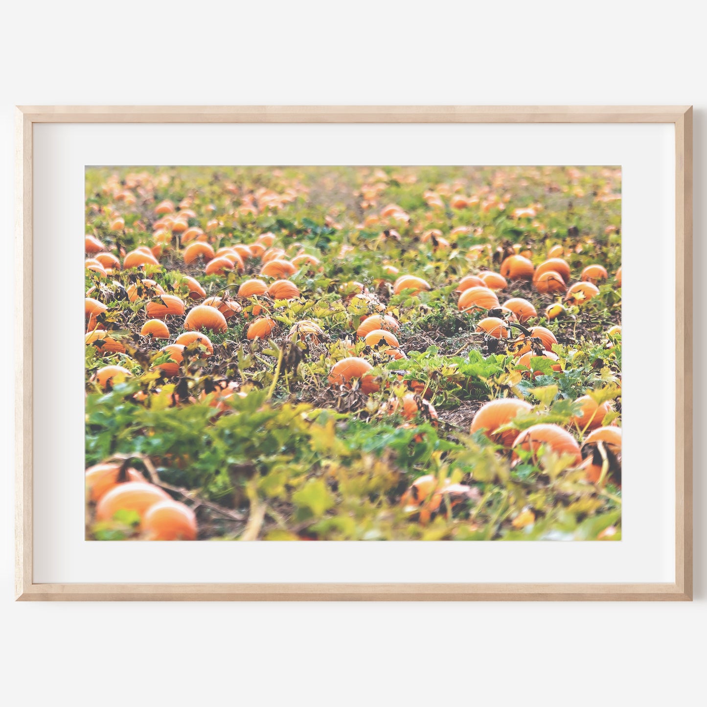 Pumpkin Patch Harvest Print | Utah Fall Photography | 17 Mile
