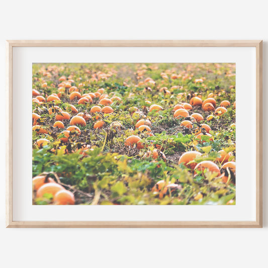 Pumpkin Patch Harvest Print | Utah Fall Photography | 17 Mile