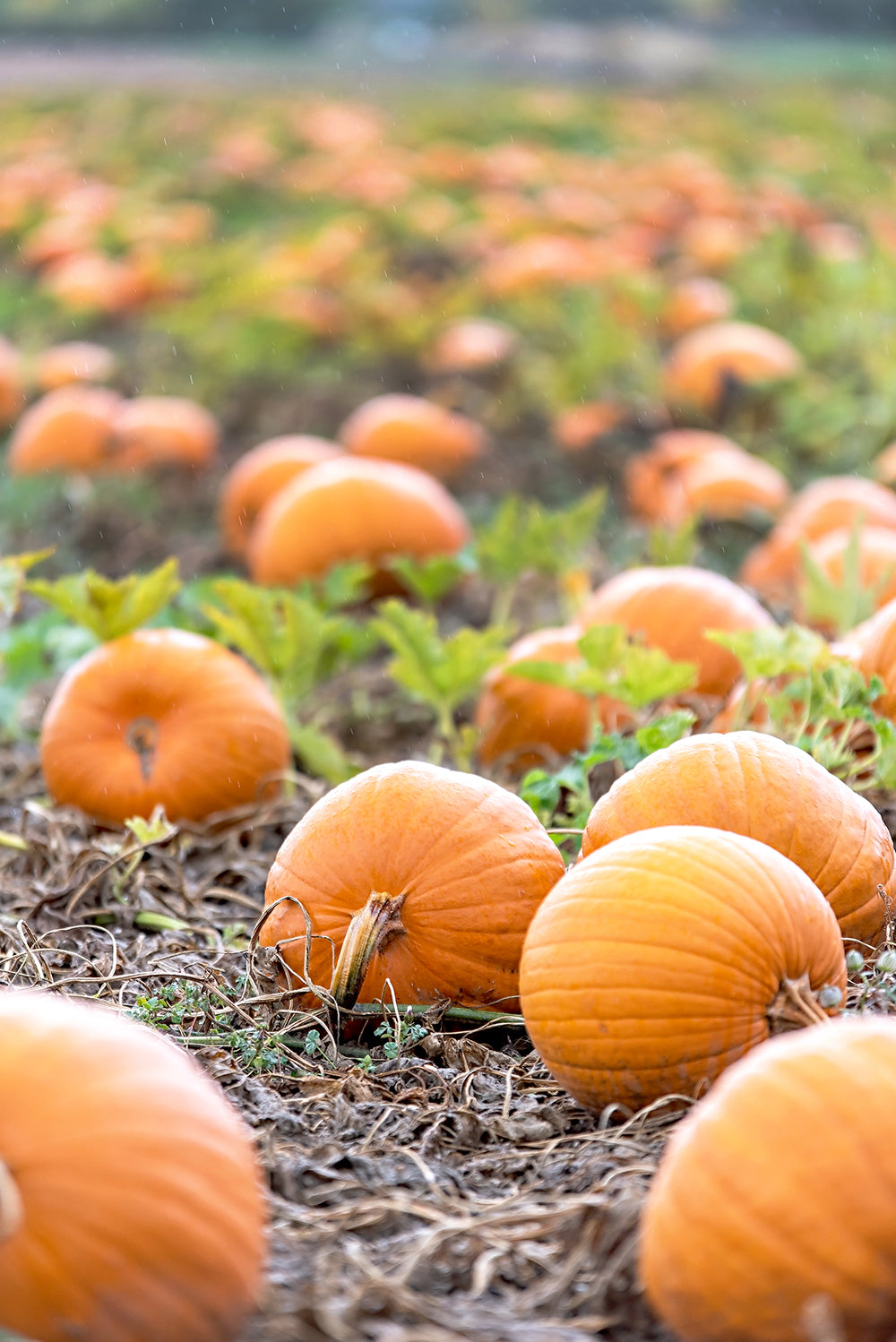 Countryside Pumpkin Patch Print | Utah Fall Photography | 17 Mile