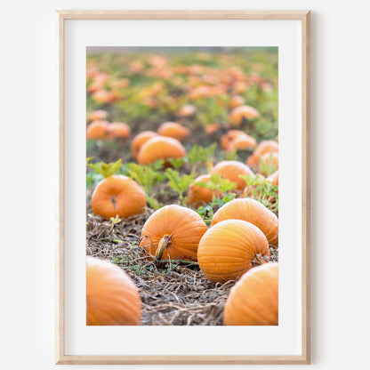 Countryside Pumpkin Patch Print | Utah Fall Photography | 17 Mile