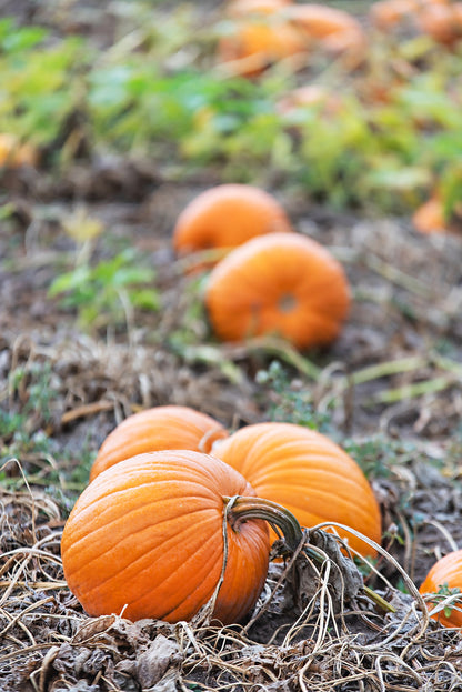 Cozy Fall Pumpkin Patch Print | Utah Fall Photography | 17 Mile