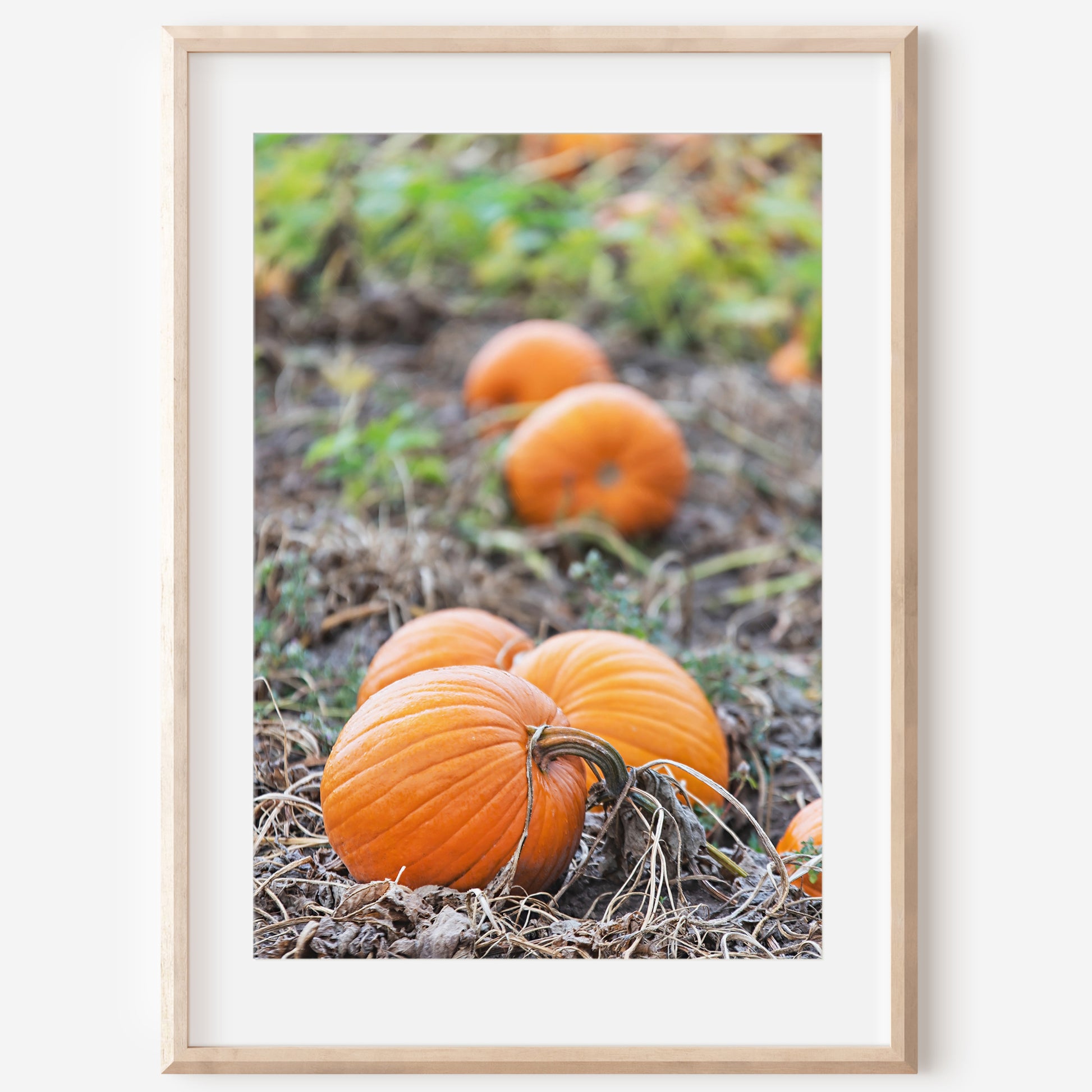 Cozy Fall Pumpkin Patch Print | Utah Fall Photography | 17 Mile