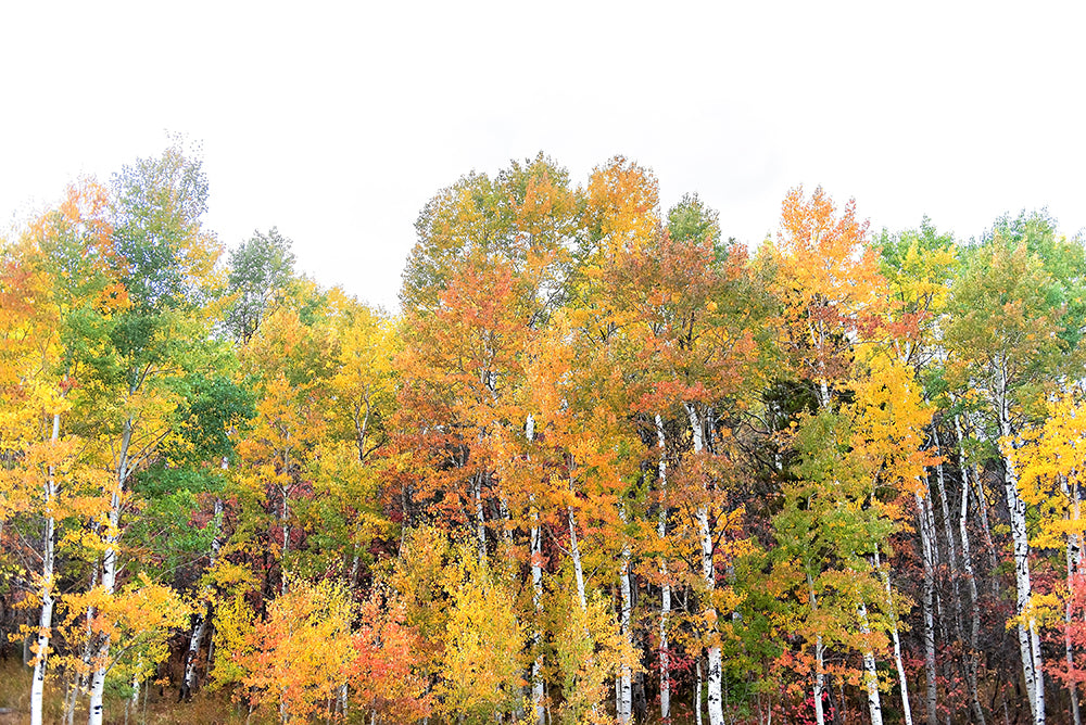Orange Fall Leaves Print | Autumn Wall Art |  17 Mile
