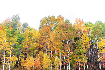 Orange Fall Leaves Print | Autumn Wall Art |  17 Mile