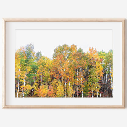 Orange Fall Leaves Print | Autumn Wall Art |  17 Mile