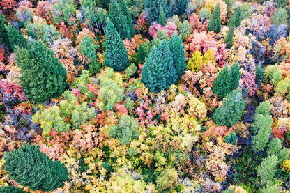 Fall Aerial Pine Tree Print | Autumn Forest Wall Art | 17 Mile