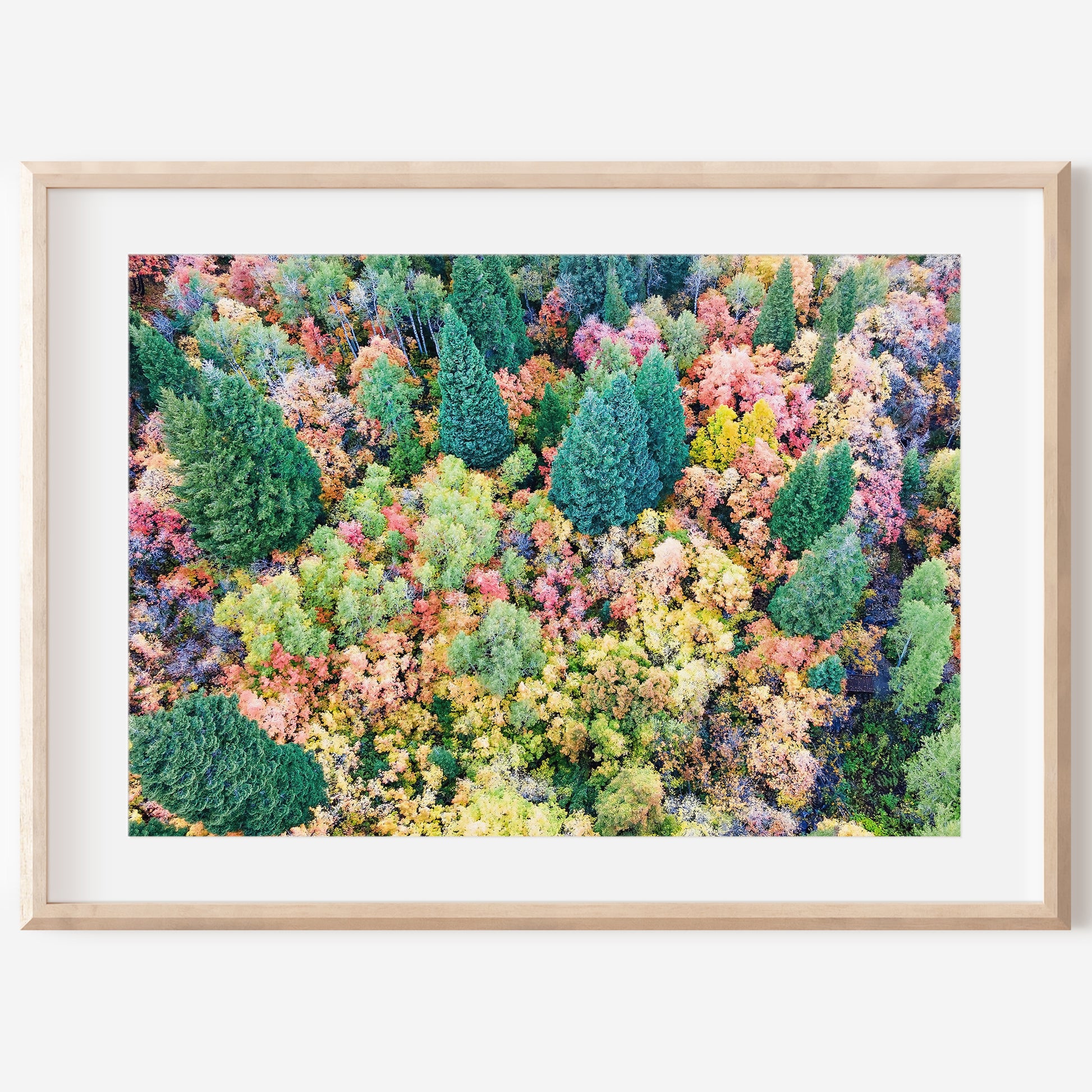 Fall Aerial Pine Tree Print | Autumn Forest Wall Art | 17 Mile