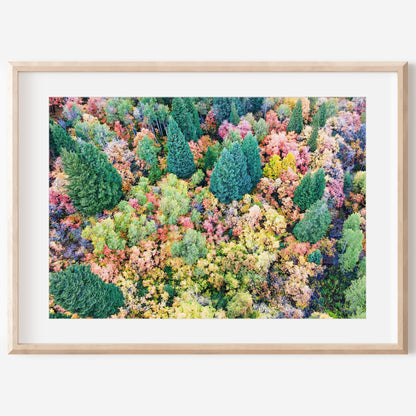Fall Aerial Pine Tree Print | Autumn Forest Wall Art | 17 Mile