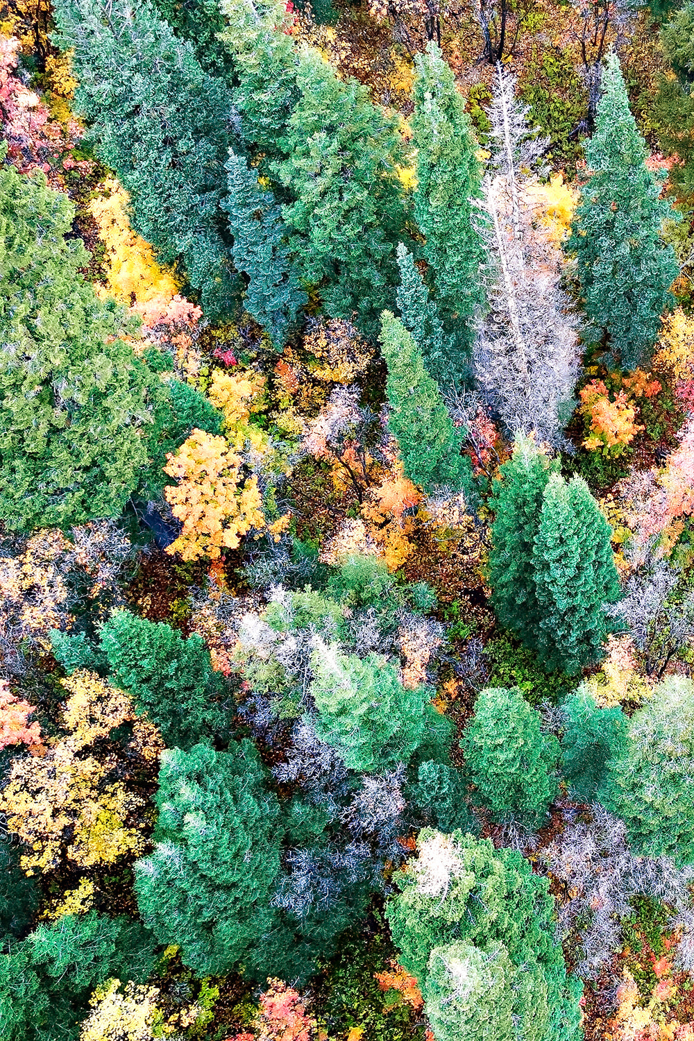 Autumn Forest Aerial Print | Fall Landscape Photography | 17 Mile