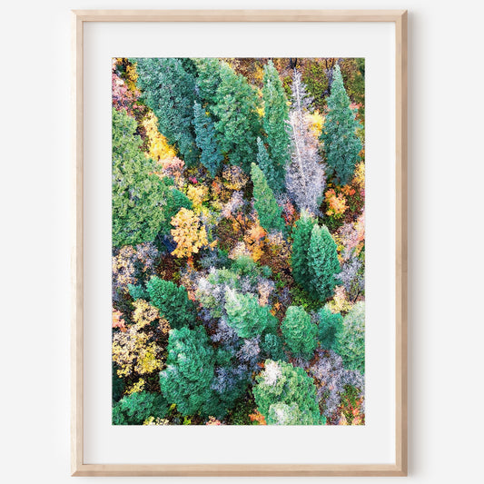 Autumn Forest Aerial Print | Fall Landscape Photography | 17 Mile