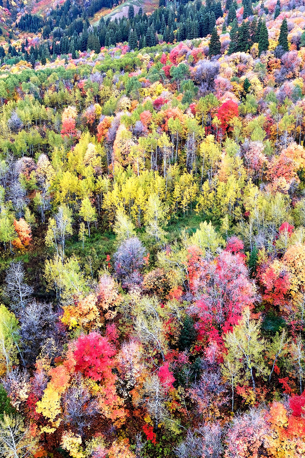 Red Autumn Aerial Mountain Print | Fall Landscape Wall Art | 17 Mile