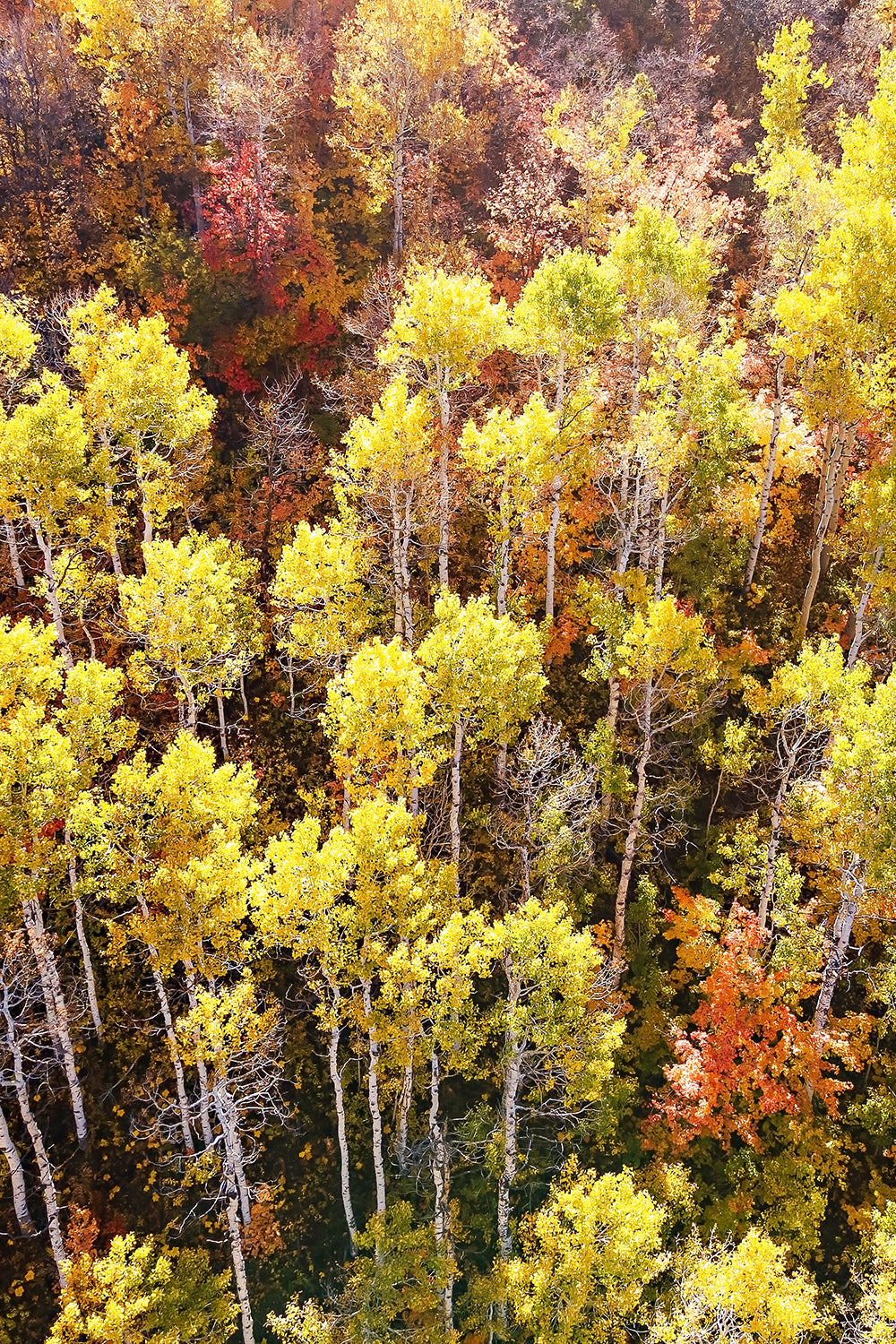 Fall Aspen Trees Aerial Vertical Print | Utah Autumn Photography | 17 Mile