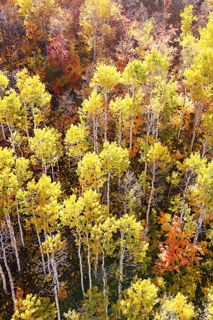 Fall Aspen Trees Aerial Vertical Print | Utah Autumn Photography | 17 Mile