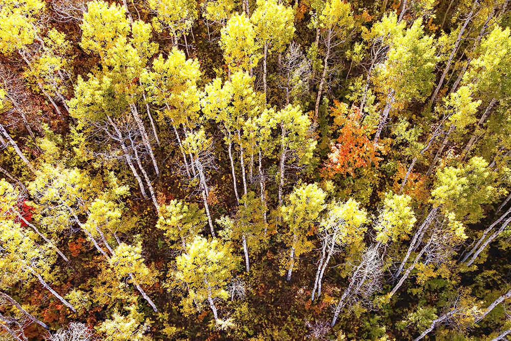 Fall Aspen Trees Aerial Horizontal Print | Utah Autumn Wall Art | 17 Mile