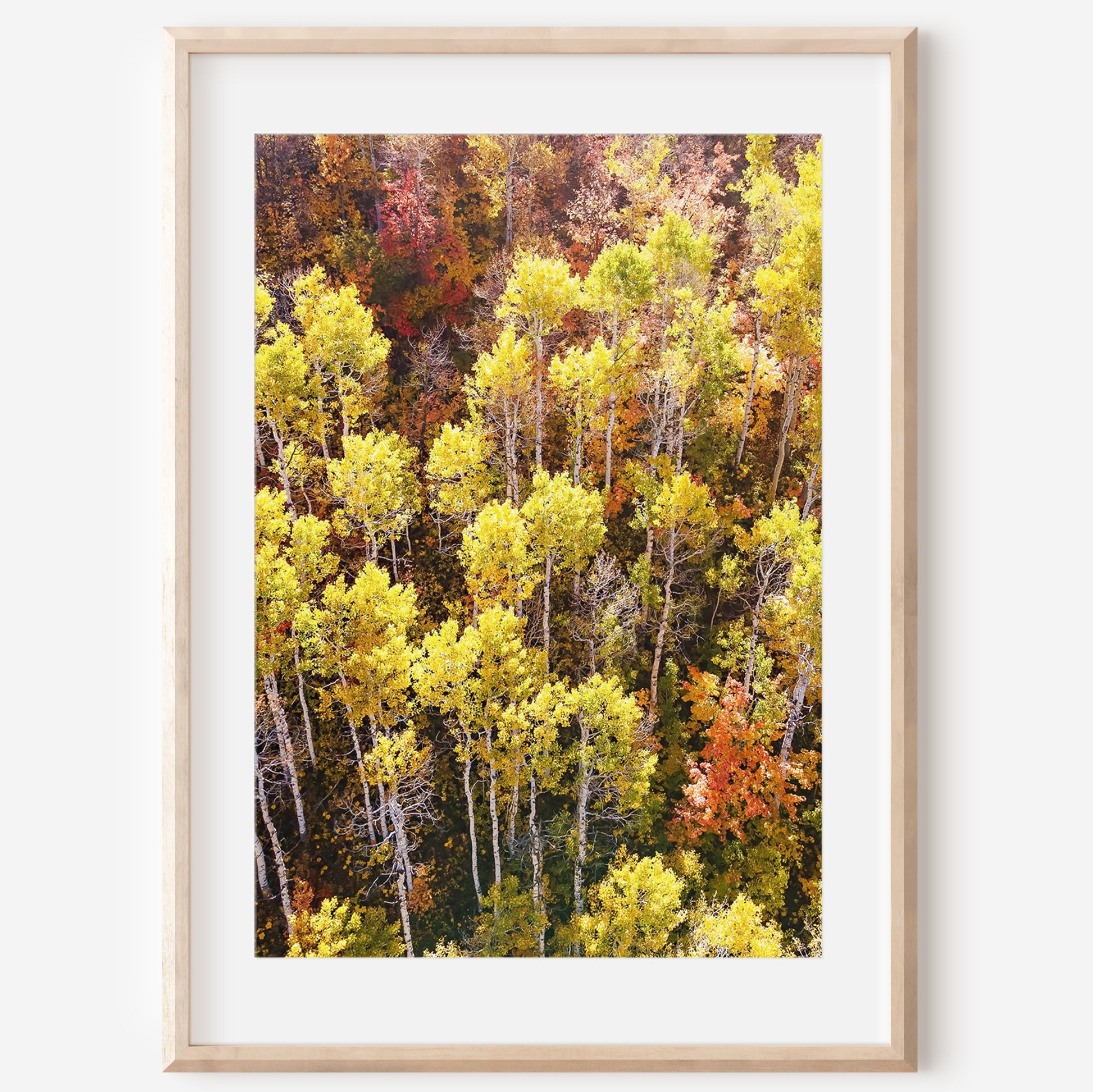 Fall Aspen Trees Aerial Vertical Print | Utah Autumn Photography | 17 Mile