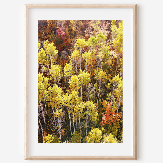 Fall Aspen Trees Aerial Vertical Print | Utah Autumn Photography | 17 Mile