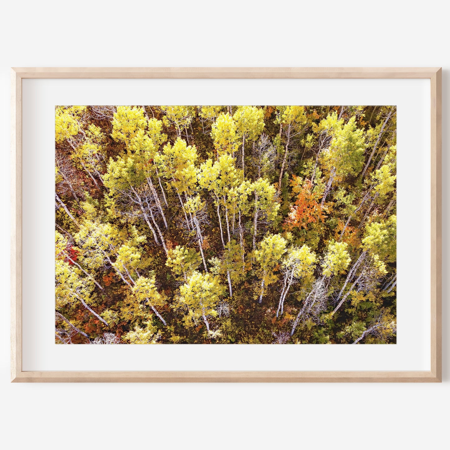 Fall Aspen Trees Aerial Horizontal Print | Utah Autumn Wall Art | 17 Mile
