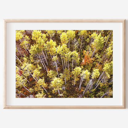 Fall Aspen Trees Aerial Horizontal Print | Utah Autumn Wall Art | 17 Mile