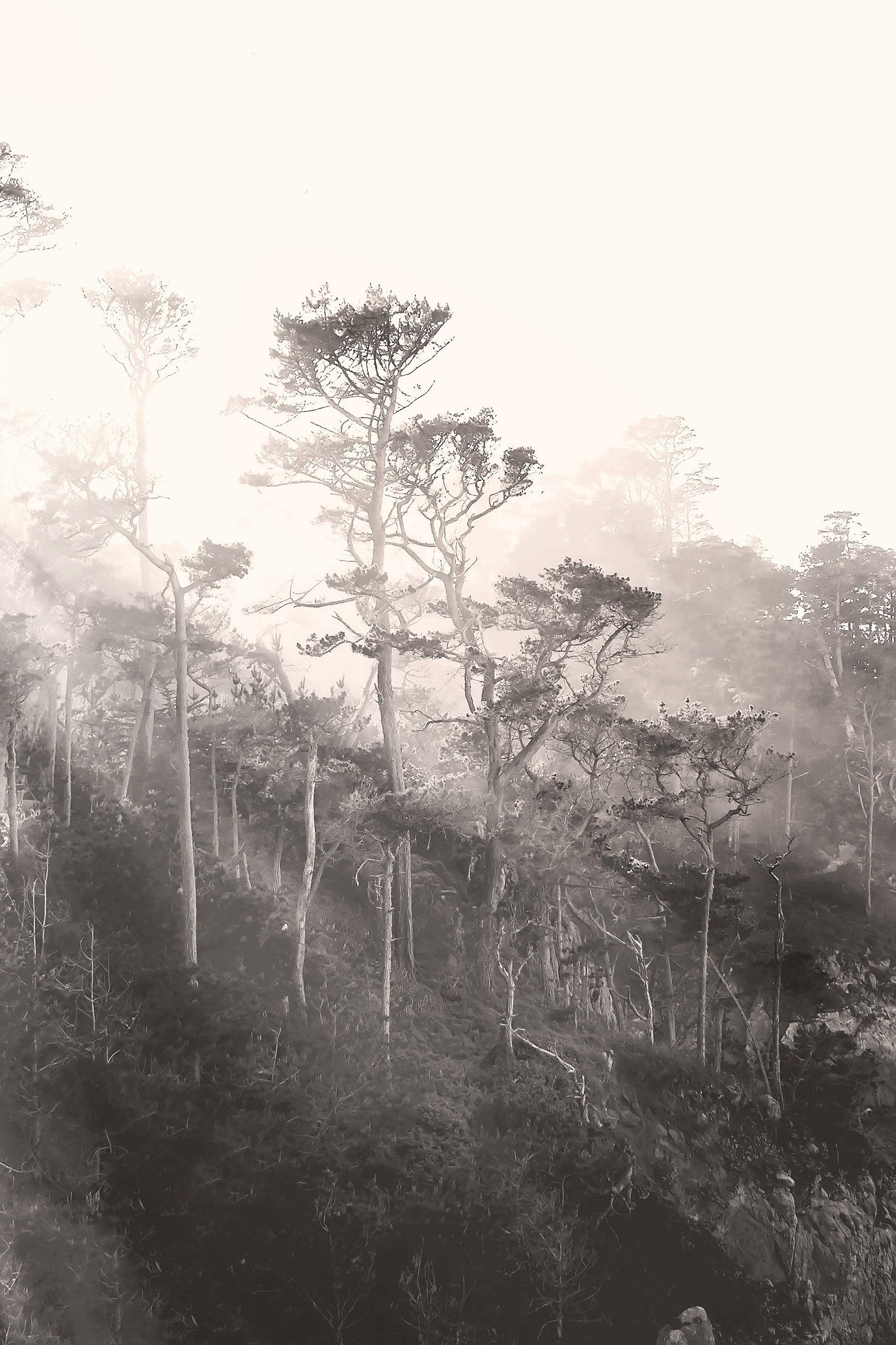 Coastal Trees Canvas | Black and White Canvas | 17 Mile