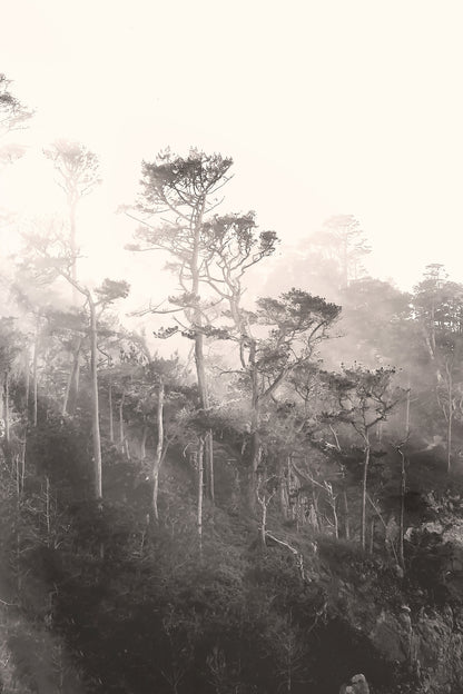 Coastal Trees Canvas | Black and White Canvas | 17 Mile