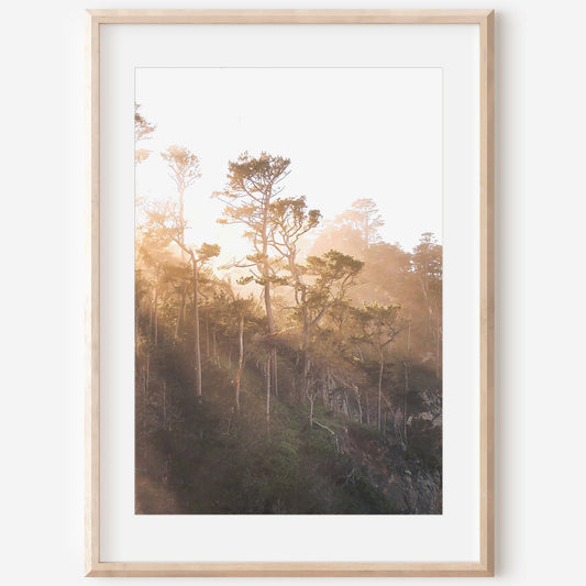 Coastal Trees Print | Coastal Trees Canvas | 17 Mile
