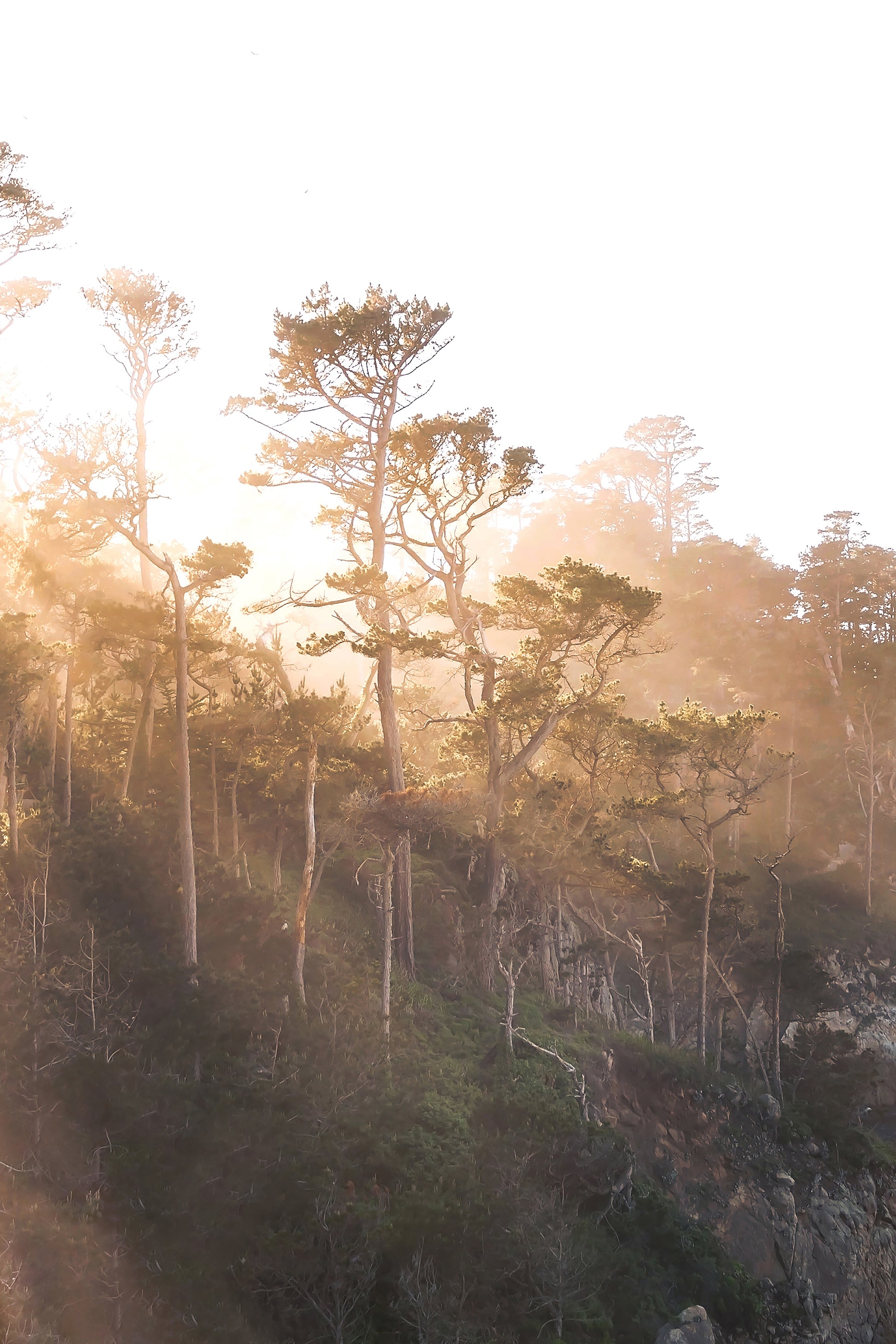 Coastal Trees Print | Coastal Trees Canvas | 17 Mile