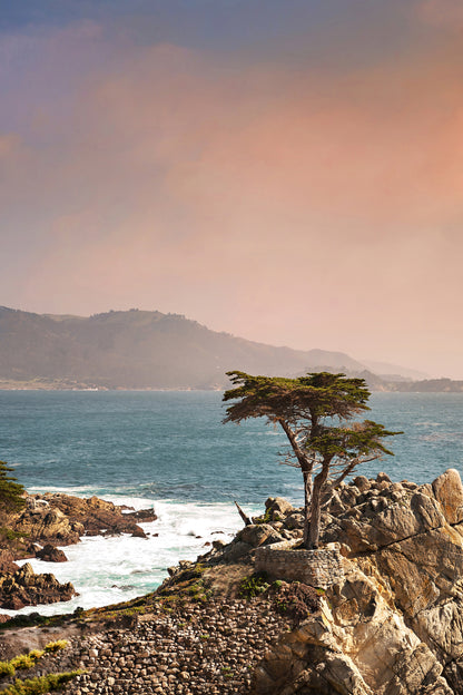Lone Cypress Canvas | Lone Cypress Print | 17 Mile