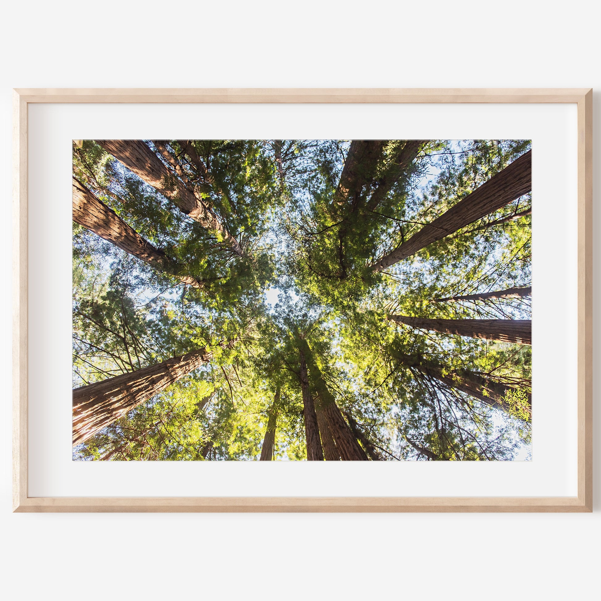 Redwood Forest Print | Muir Woods Canvas | 17 Mile