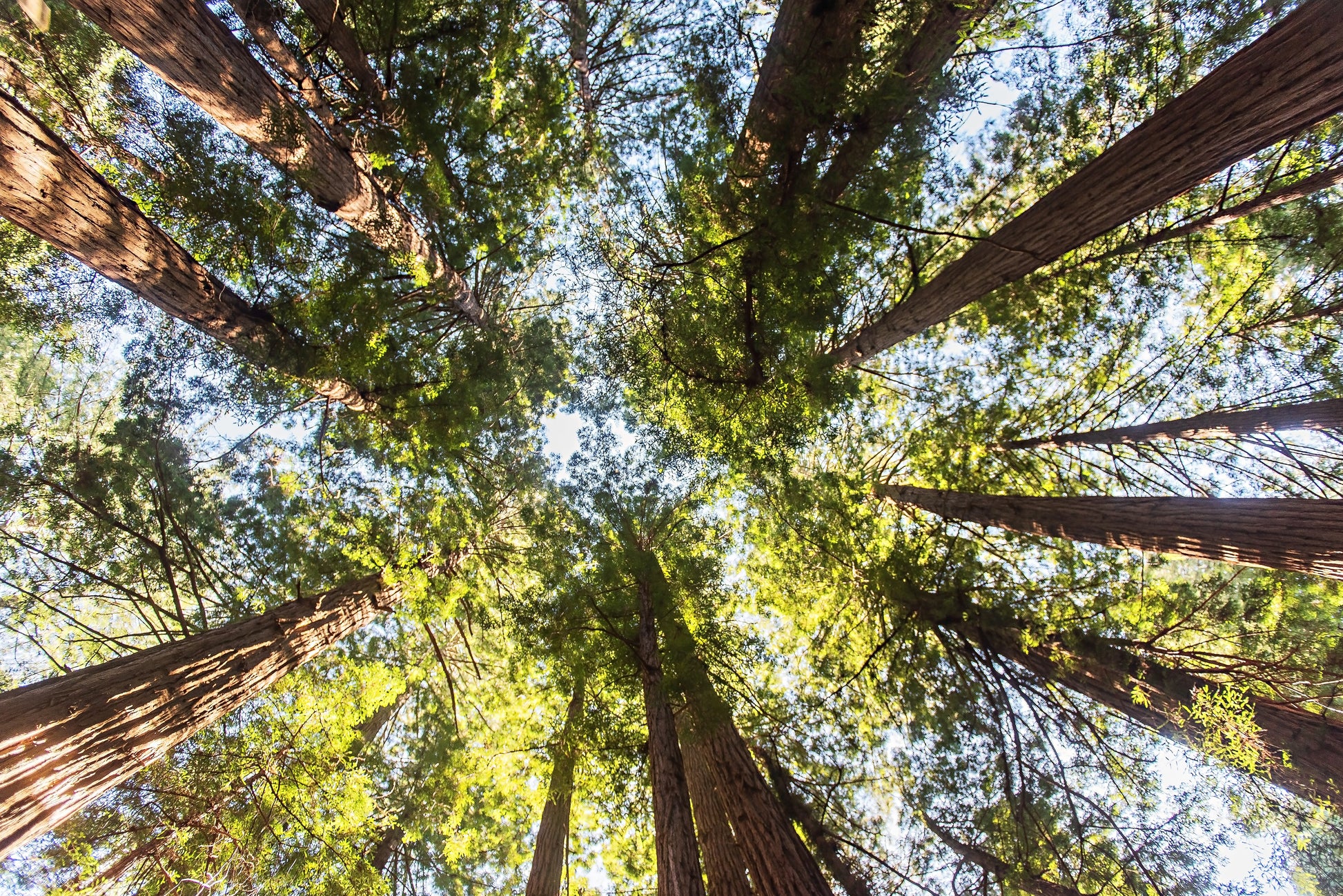 Redwood Forest Print | Muir Woods Canvas | 17 Mile