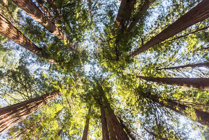Redwood Forest Print | Muir Woods Canvas | 17 Mile