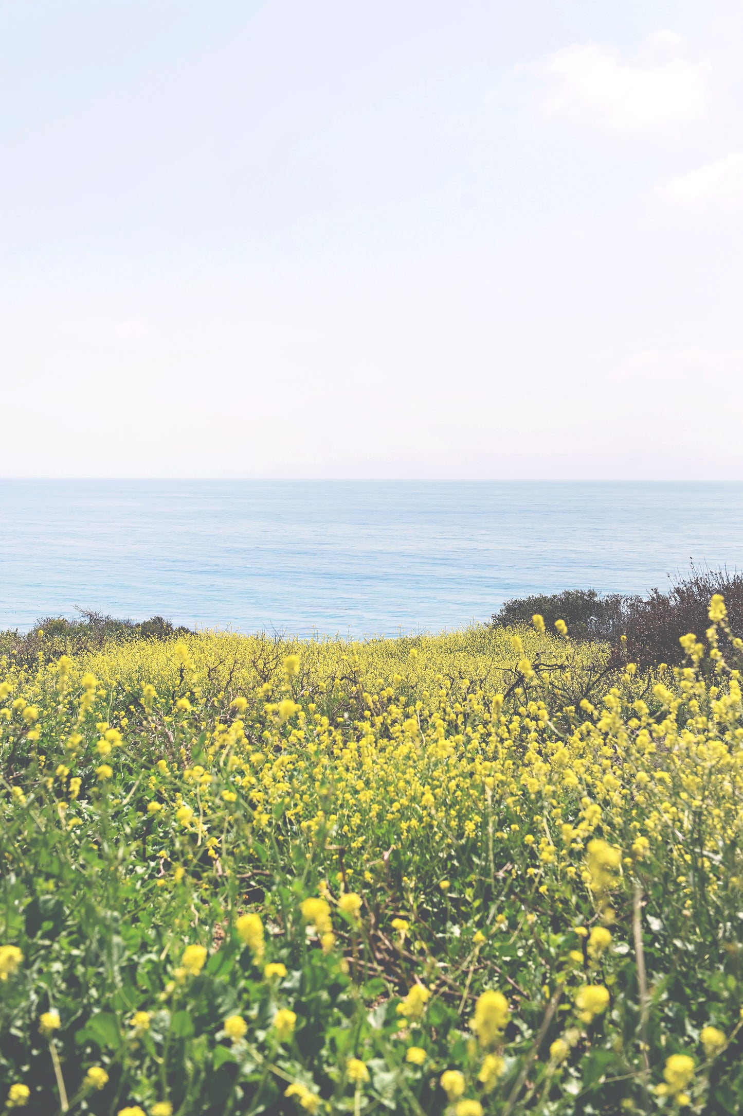 Coastal Wildflowers Print | Coastal Wildflowers Canvas | 17 Mile