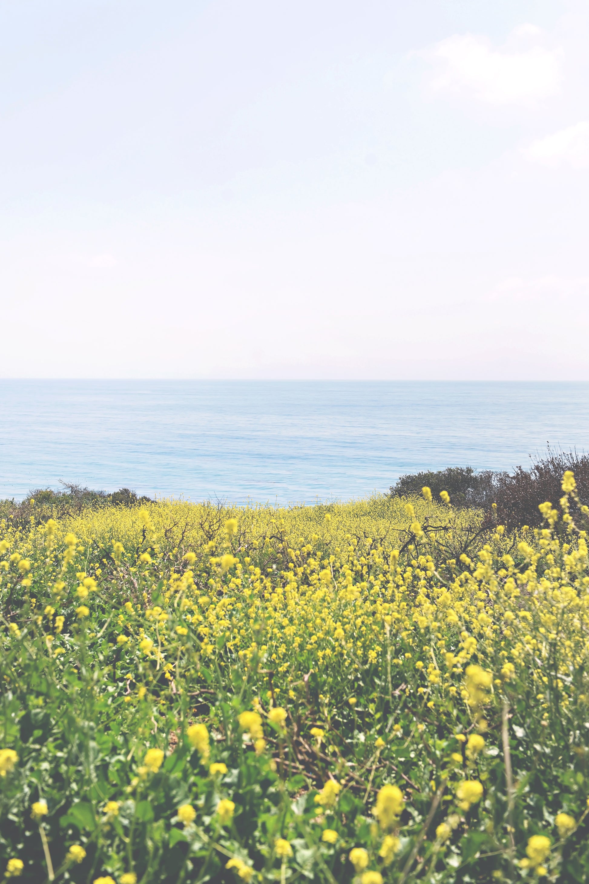 Coastal Wildflowers Print | Coastal Wildflowers Canvas | 17 Mile