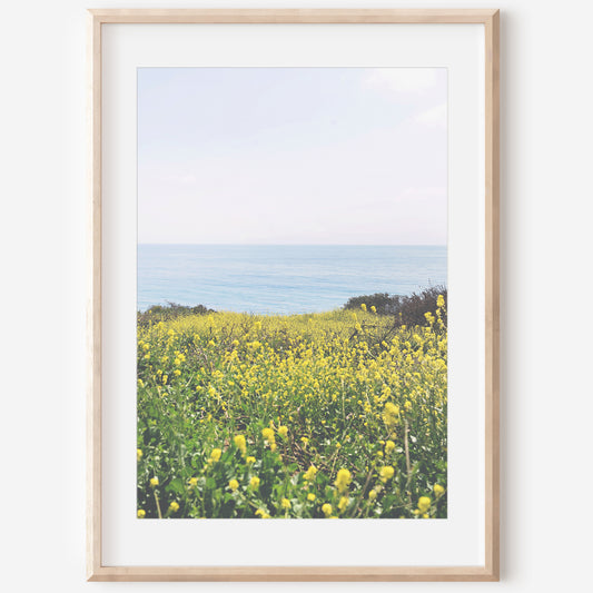 Coastal Wildflowers Print | Coastal Wildflowers Canvas | 17 Mile
