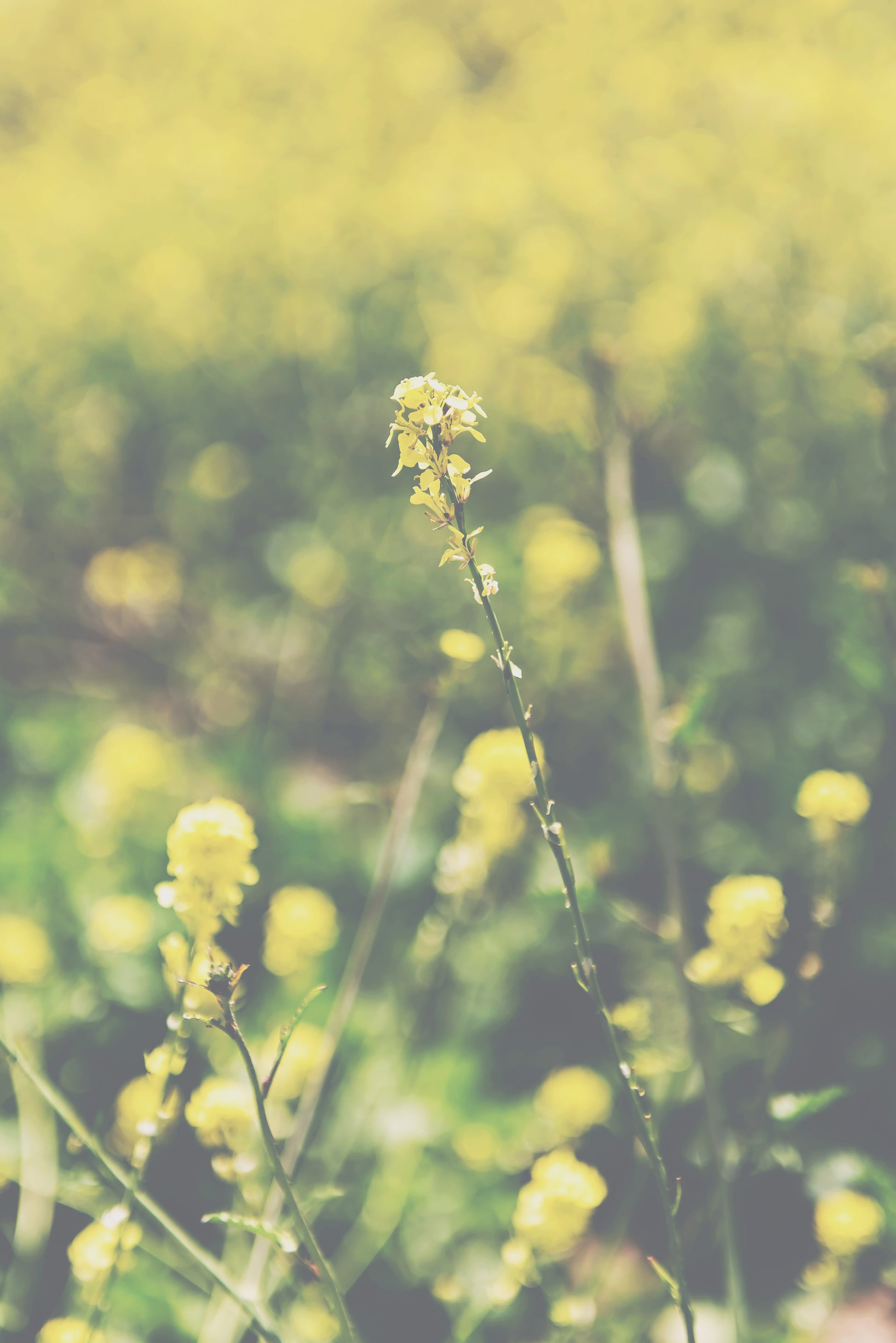 Yellow Wildflowers Canvas | Coastal Wildflowers Canvas | 17 Mile