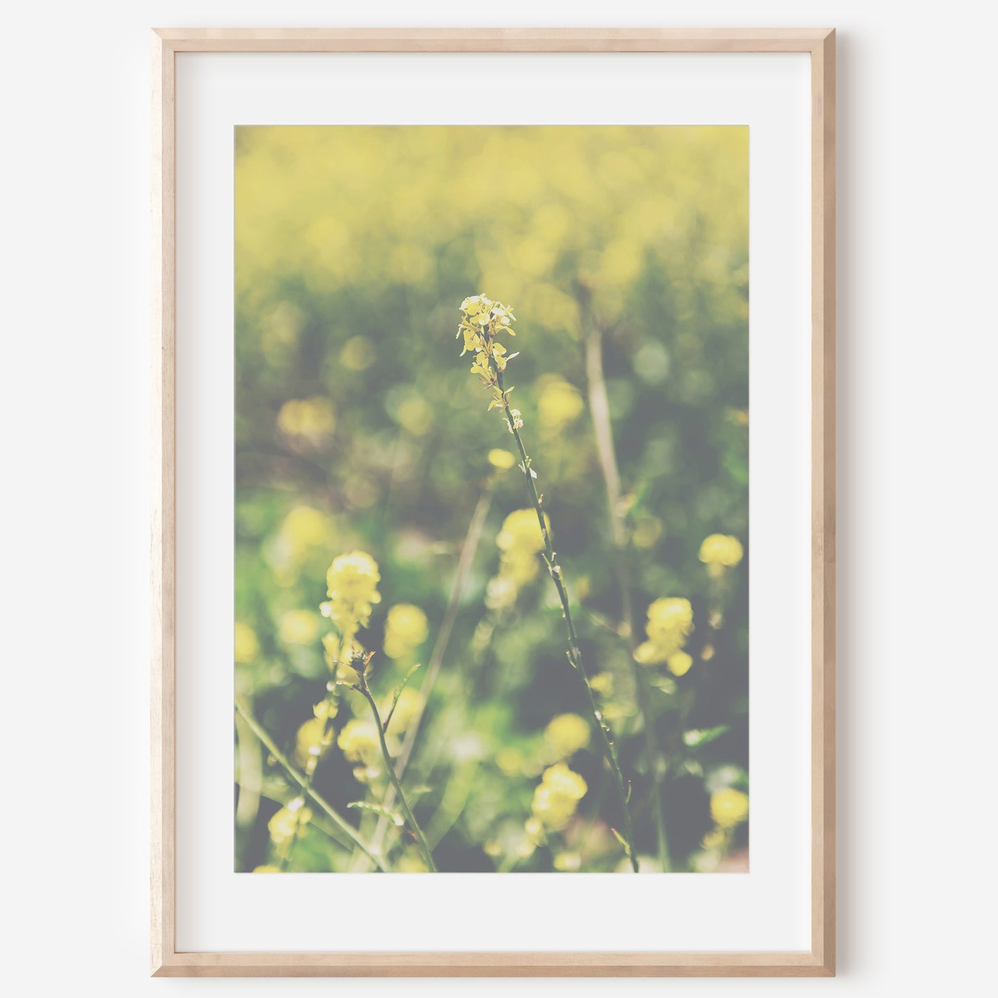 Yellow Wildflowers Canvas | Coastal Wildflowers Canvas | 17 Mile
