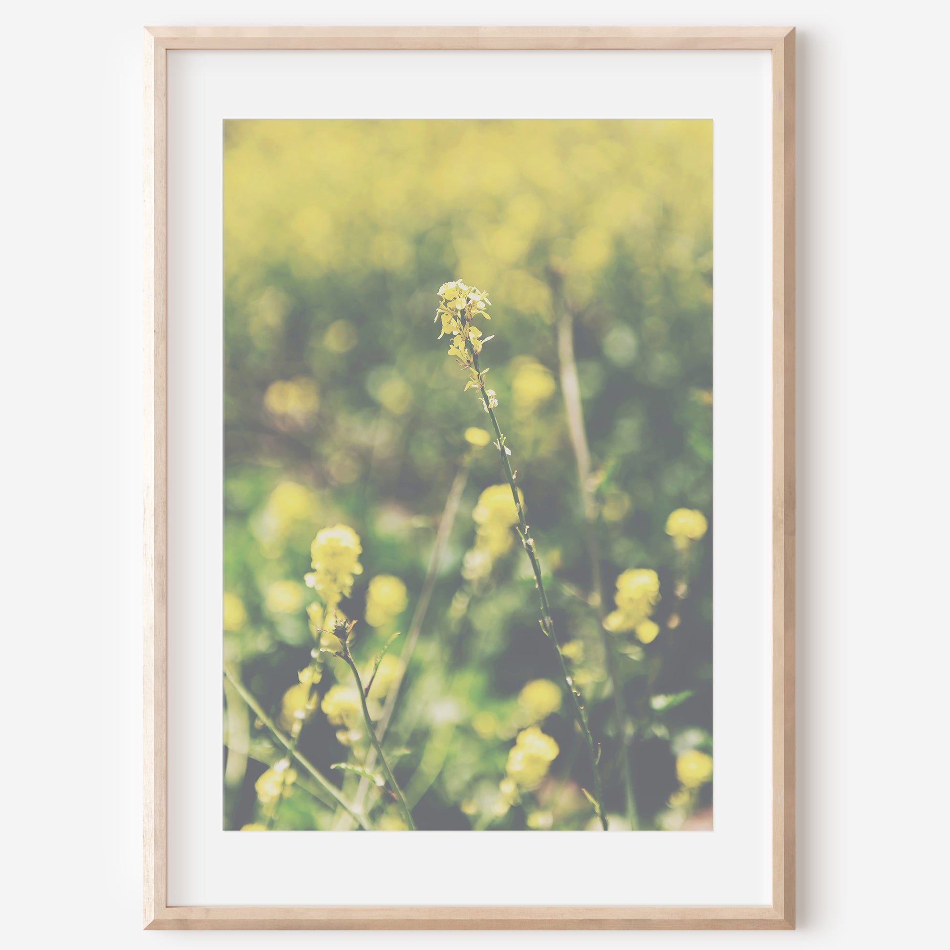Yellow Wildflowers Canvas | Coastal Wildflowers Canvas | 17 Mile