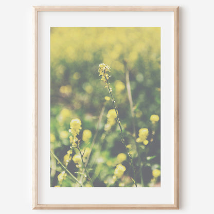 Yellow Wildflowers Canvas | Coastal Wildflowers Canvas | 17 Mile
