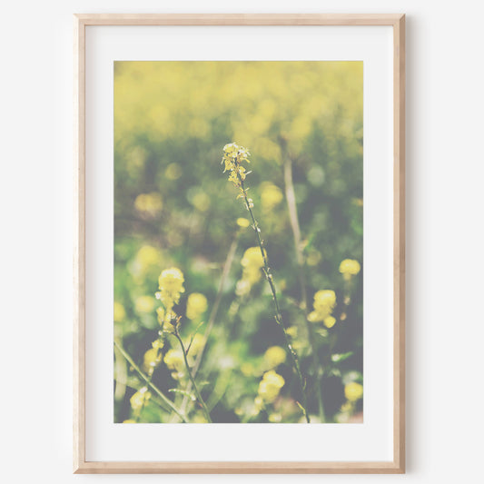 Yellow Wildflowers Canvas | Coastal Wildflowers Canvas | 17 Mile