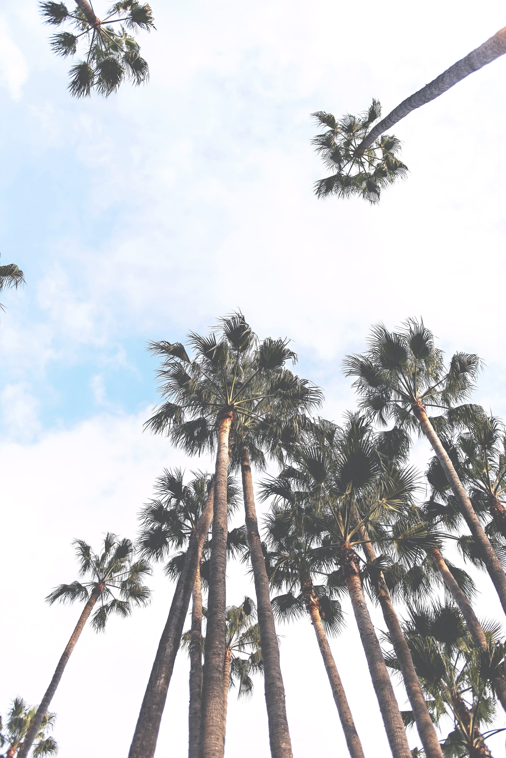 Palm Trees Wall Canvas | Wall Decor Canvas | 17 Mile