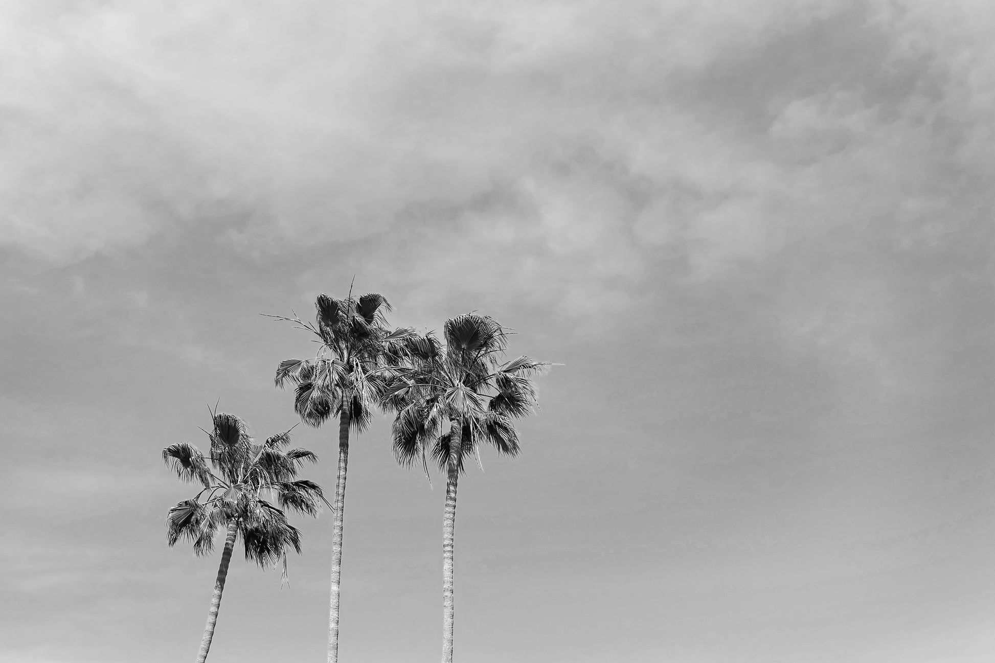 Black and White Palm Print | Black and White Palm Art | 17 Mile